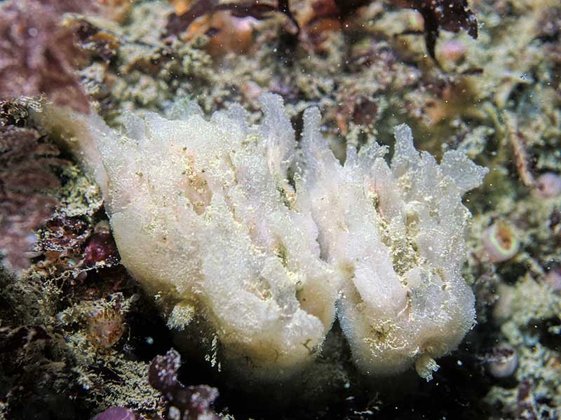 Haliclona angulata